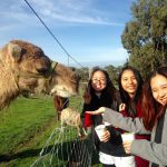 Du học sinh Việt Nam cùng nhau tham gia hoạt động ngoại khóa ở Mỹ